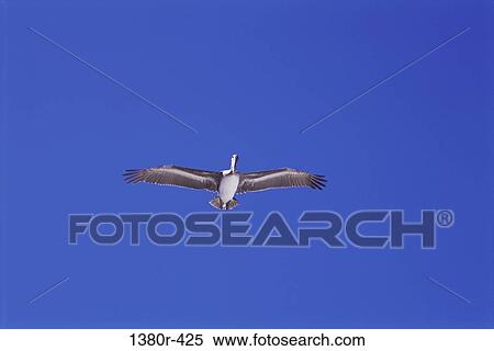 Low angle view of a pelican flying in the sky View Large Photo Image Stock Photography - Low angle view of a pelican flying in the sky. Fotosearch