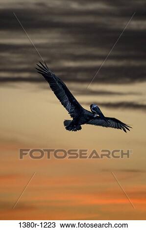 Low angle view of a pelican flying, Los Roques National Park, Los Roques, Venezuela View Large Photo Image Stock Image - Low angle view of a pelican flying, Los Roques National Park, Los Roques, Venezuela. Fotosearch