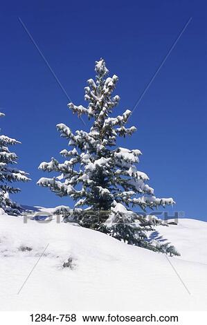 Stock Photo - Low angle view of a tree on a hill, Sun Valley, Idaho, USA. Fotosearch