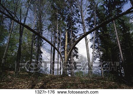 Low angle view of a tree split down the center in a forest, Czech Republic View Large Photo Image Stock Photograph - Low angle view of a tree split down the center in a forest, Czech Republic. Fotosearch
