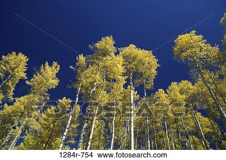 Picture - Low angle view of Aspen trees, Telluride, Colorado, USA. Fotosearch