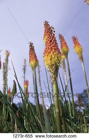 Stock Photography - Low angle view of candelabra Flowers, Bogotas Botanical Garden, Bogota, Colombia. Fotosearch