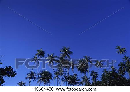 Stock Image - Low angle view of coconut trees, Venezuela. Fotosearch
