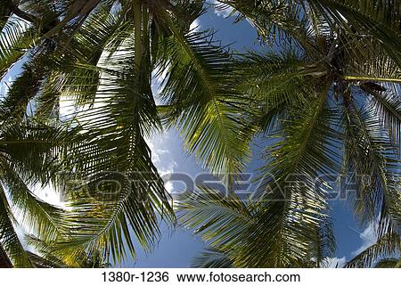 Stock Photograph - Low angle view of palm trees, Dos Mosquises Islands, Los Roques National Park, Los Roques, Venezuela. Fotosearch