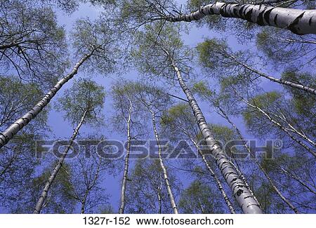 Low angle view of trees in a forest View Large Photo Image Stock Image - Low angle view of trees in a forest. Fotosearch