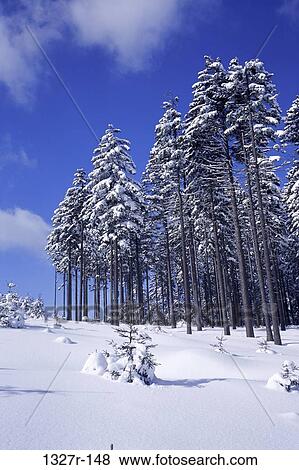 Low angle view of trees on a snow covered hill View Large Photo Image Stock Photo - Low angle view of trees on a snow covered hill. Fotosearch