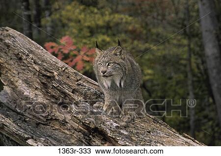 Stock Image - Lynx on a log of wood. Fotosearch