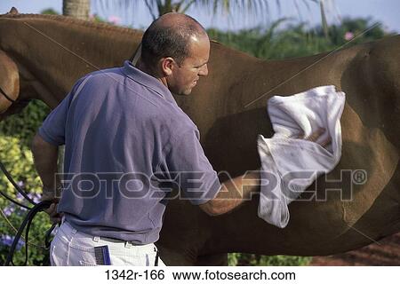 Man grooming a Trakehner horse View Large Photo Image Stock Photograph - Man grooming a Trakehner horse. Fotosearch