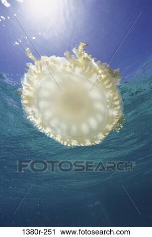 Mangrove Jellyfish underwater View Large Photo Image Stock Image - Mangrove Jellyfish underwater. Fotosearch
