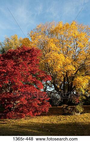Maple trees in a park, Dover, Kent County, Delaware, USA View Large Photo Image Stock Photo - Maple trees in a park, Dover, Kent County, Delaware, USA. Fotosearch