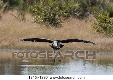 Marabou stork (Leptoptilos crumeniferus) in flight, Okavango Delta, Botswana View Large Photo Image Stock Image - Marabou stork (Leptoptilos crumeniferus) in flight, Okavango Delta, Botswana. Fotosearch