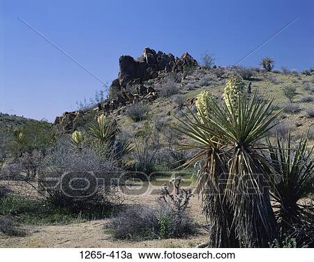 Mojave Yucca, Joshua Tree National Park, California, USA View Large Photo Image Stock Image - Mojave Yucca, Joshua Tree National Park, California, USA. Fotosearch