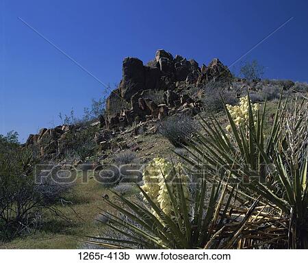 Mojave Yucca, Joshua Tree National Park, California, USA View Large Photo Image Stock Image - Mojave Yucca, Joshua Tree National Park, California, USA. Fotosearch