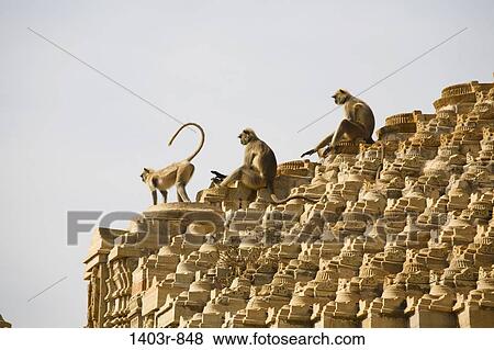 Monkeys atop the 15th century Samadhisuara Temple in Chittorgarh Fort in India's Rajasthan state View Large Photo Image Stock Photo - Monkeys atop the 15th century Samadhisuara Temple in Chittorgarh Fort in India's Rajasthan state. Fotosearch