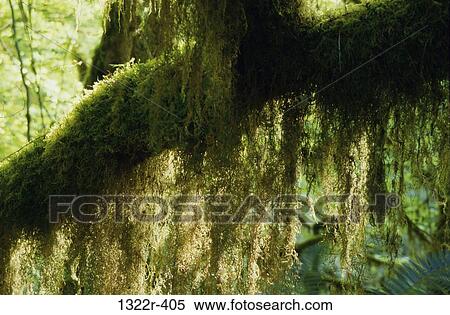 Moss growing on a tree, Hoh Rain Forest, Olympic National Park, Washington, USA View Large Photo Image Stock Photography - Moss growing on a tree, Hoh Rain Forest, Olympic National Park, Washington, USA. Fotosearch