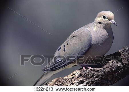 Mourning Dove on a tree, Arizona, USA (Zenaida macroura) View Large Photo Image Stock Image - Mourning Dove on a tree, Arizona, USA (Zenaida macroura). Fotosearch