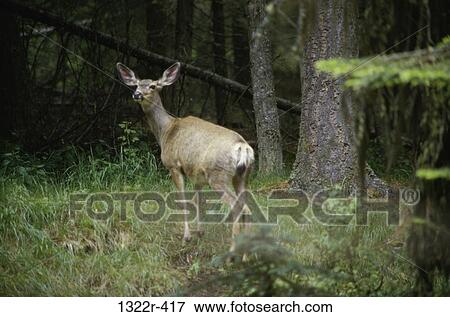 Stock Photo - Mule Deer standing in the forest (Odocoileus hemionous). Fotosearch