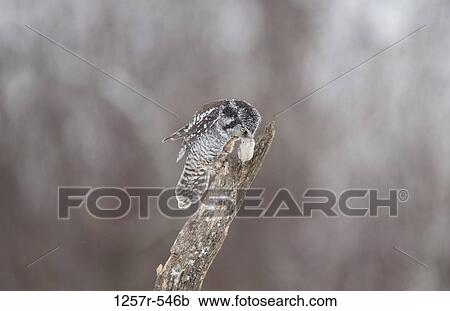 Northern hawk owl (Surnia ulula) perching on branch View Large Photo Image Stock Image - Northern hawk owl (Surnia ulula) perching on branch. Fotosearch
