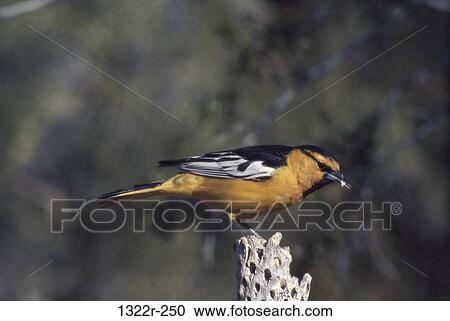 Oriole on a tree stump View Large Photo Image Stock Image - Oriole on a tree stump. Fotosearch