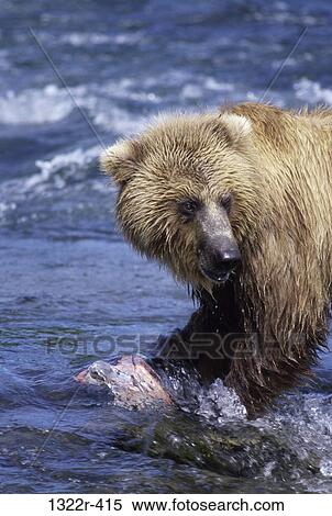 Ours Brun Debout Dans A Riviere Banques De Photographies 1322r 415 Fotosearch