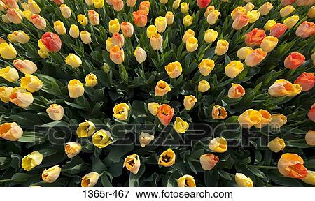 Overhead view of yellow tulips View Large Photo Image Stock Photo - Overhead view of yellow tulips. Fotosearch