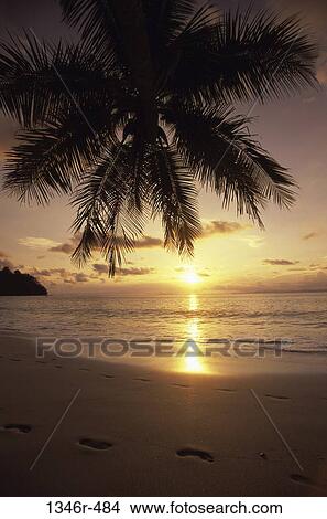 Palm tree at a beach during sunset, Costa Rica View Large Photo Image Picture - Palm tree at a beach during sunset, Costa Rica. Fotosearch