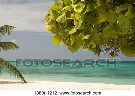 Palm tree on the beach, Dos Mosquises Islands, Los Roques National Park, Los Roques, Venezuela View Large Photo Image Stock Image - Palm tree on the beach, Dos Mosquises Islands, Los Roques National Park, Los Roques, Venezuela. Fotosearch