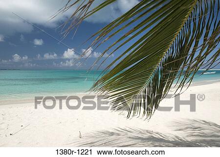 Palm tree on the beach, Dos Mosquises Islands, Los Roques National Park, Los Roques, Venezuela View Large Photo Image Stock Image - Palm tree on the beach, Dos Mosquises Islands, Los Roques National Park, Los Roques, Venezuela. Fotosearch