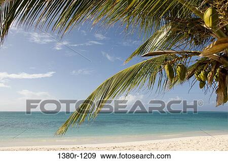 Stock Photo - Palm tree on the beach, Dos Mosquises Islands, Los Roques National Park, Los Roques, Venezuela. Fotosearch