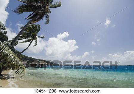 Palm trees blowing in wind on the beach, Bora Bora, French Polynesia View Large Photo Image Stock Photo - Palm trees blowing in wind on the beach, Bora Bora, French Polynesia. Fotosearch