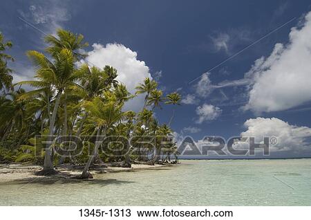 Palm trees on the beach, Blue Lagoon, Rangiroa, Tuamotu Archipelago, French Polynesia View Large Photo Image Stock Image - Palm trees on the beach, Blue Lagoon, Rangiroa, Tuamotu Archipelago, French Polynesia. Fotosearch