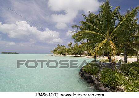 Palm trees on the beach, Bora Bora, French Polynesia View Large Photo Image Stock Image - Palm trees on the beach, Bora Bora, French Polynesia. Fotosearch
