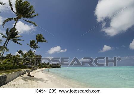 Palm trees on the beach, Bora Bora, French Polynesia View Large Photo Image Stock Photo - Palm trees on the beach, Bora Bora, French Polynesia. Fotosearch
