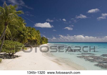 Palm trees on the beach, Fakarava, Tuamotu Archipelago, French Polynesia View Large Photo Image Stock Image - Palm trees on the beach, Fakarava, Tuamotu Archipelago, French Polynesia. Fotosearch