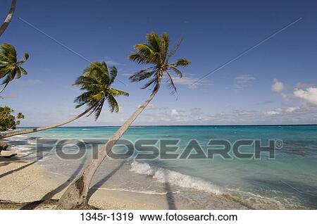 Palm trees overhanging the beach, Fakarava, Tuamotu Archipelago, French Polynesia View Large Photo Image Stock Photo - Palm trees overhanging the beach, Fakarava, Tuamotu Archipelago, French Polynesia. Fotosearch