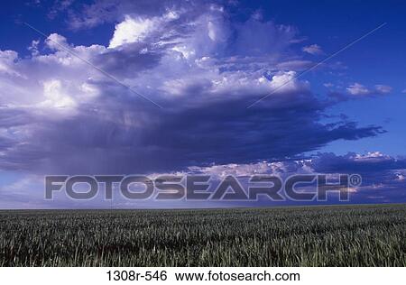 Stock Photograph - Panoramic view of a field. Fotosearch