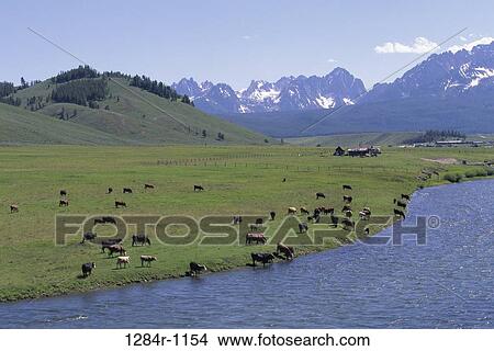 Picture - Panoramic view of cattle on a grassy field near a river, Salmon River, Stanley, Idaho, USA. Fotosearch