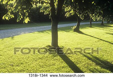 Pathway bordered by horse chestnut and lime trees in a park, England View Large Photo Image Picture - Pathway bordered by horse chestnut and lime trees in a park, England. Fotosearch