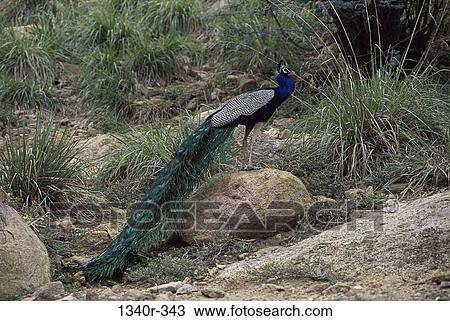 Peacock in the wild View Large Photo Image Stock Image - Peacock in the wild. Fotosearch