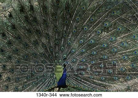 Peacock with its feathers spread out View Large Photo Image Picture - Peacock with its feathers spread out. Fotosearch