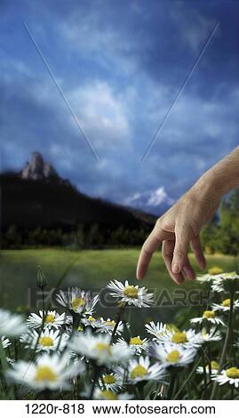 Person pointing to daisies View Large Photo Image Stock Photo - Person pointing to daisies. Fotosearch