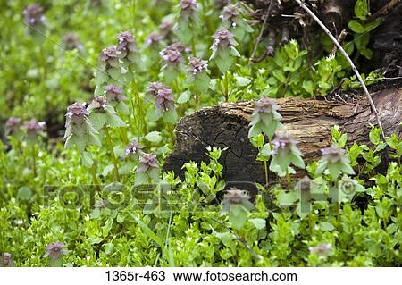 Piece of wood surrounded with plants View Large Photo Image Stock Image - Piece of wood surrounded with plants. Fotosearch