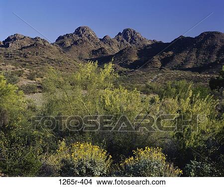 Plant growth in Dreamy Draw Park, Phoenix, Arizona, USA View Large Photo Image Picture - Plant growth in Dreamy Draw Park, Phoenix, Arizona, USA. Fotosearch