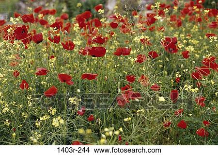 Poppy flowers growing in a field View Large Photo Image Picture - Poppy flowers growing in a field. Fotosearch