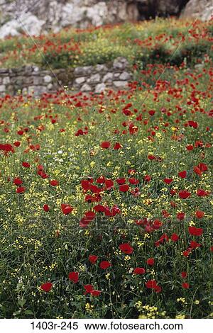 Poppy flowers growing in a field View Large Photo Image Stock Photography - Poppy flowers growing in a field. Fotosearch