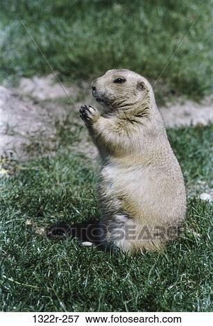Prairie dog standing View Large Photo Image Stock Photo - Prairie dog standing. Fotosearch