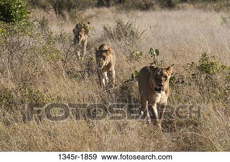 Pride of lions (Panthera leo) walking in a field, Savuti Channel, Linyanti, Botswana View Large Photo Image Stock Photo - Pride of lions (Panthera leo) walking in a field, Savuti Channel, Linyanti, Botswana. Fotosearch