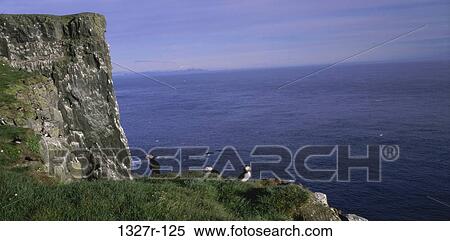 Puffins perched on a cliff, Iceland View Large Photo Image Stock Photography - Puffins perched on a cliff, Iceland. Fotosearch