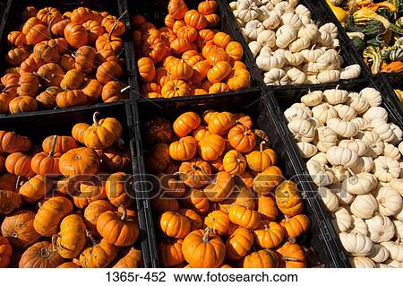 Pumpkins at a market stall, Wyoming, Kent County, Delaware, USA View Large Photo Image Stock Image - Pumpkins at a market stall, Wyoming, Kent County, Delaware, USA. Fotosearch