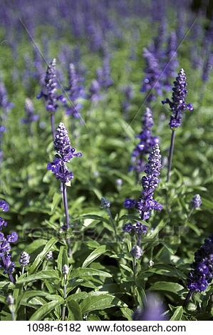 Purple lupines in a field View Large Photo Image Stock Image - Purple lupines in a field. Fotosearch
